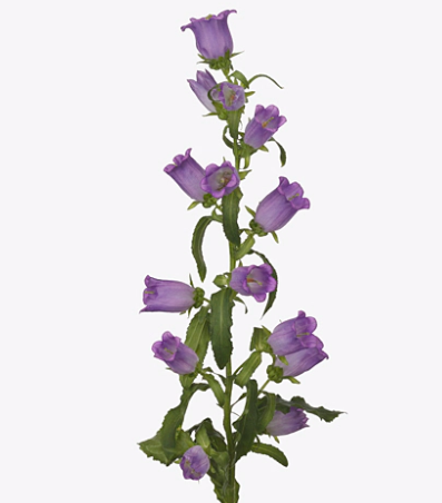 Campanula medium champion lilac