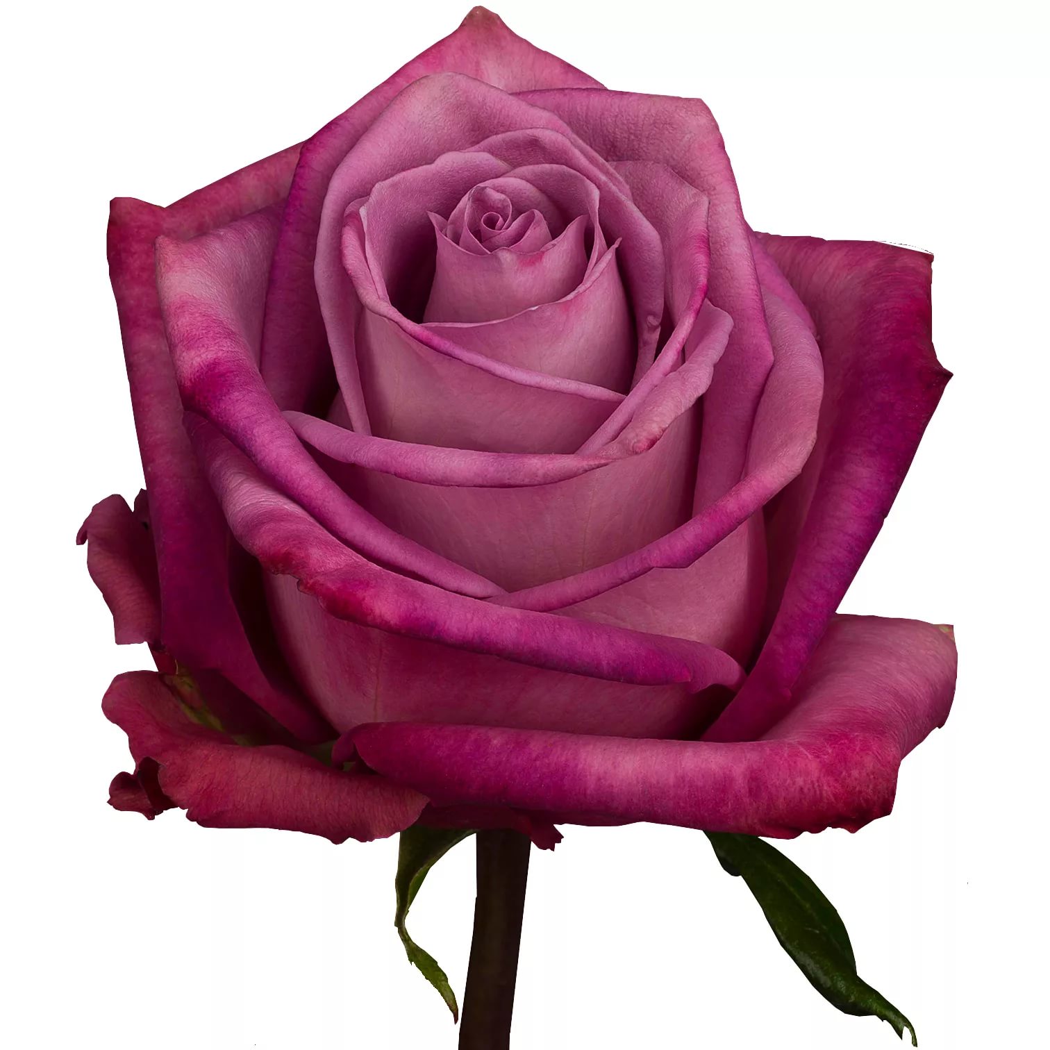 Rose deep purple