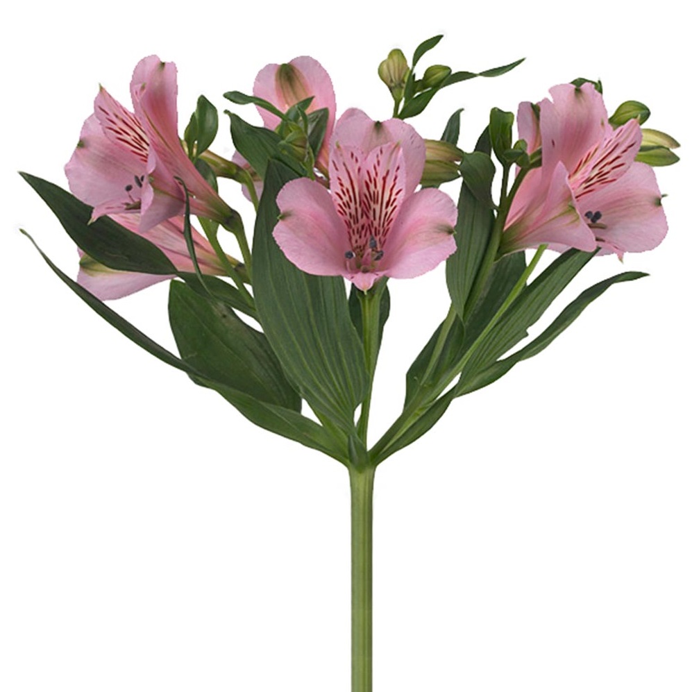 Alstroemeria pink