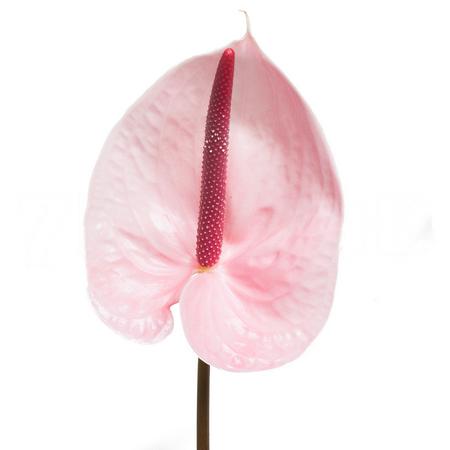 Anthurium lunette