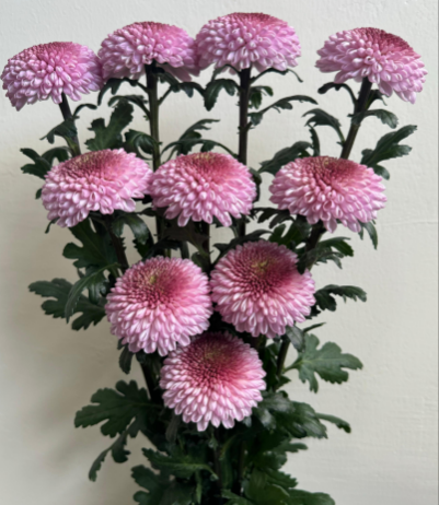 Chrysanthemum disbud ball lendl