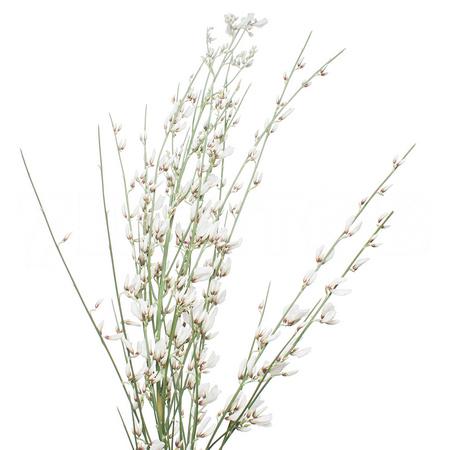 Genista white