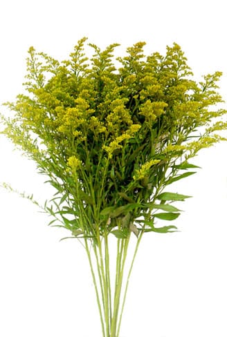 Solidago yellow