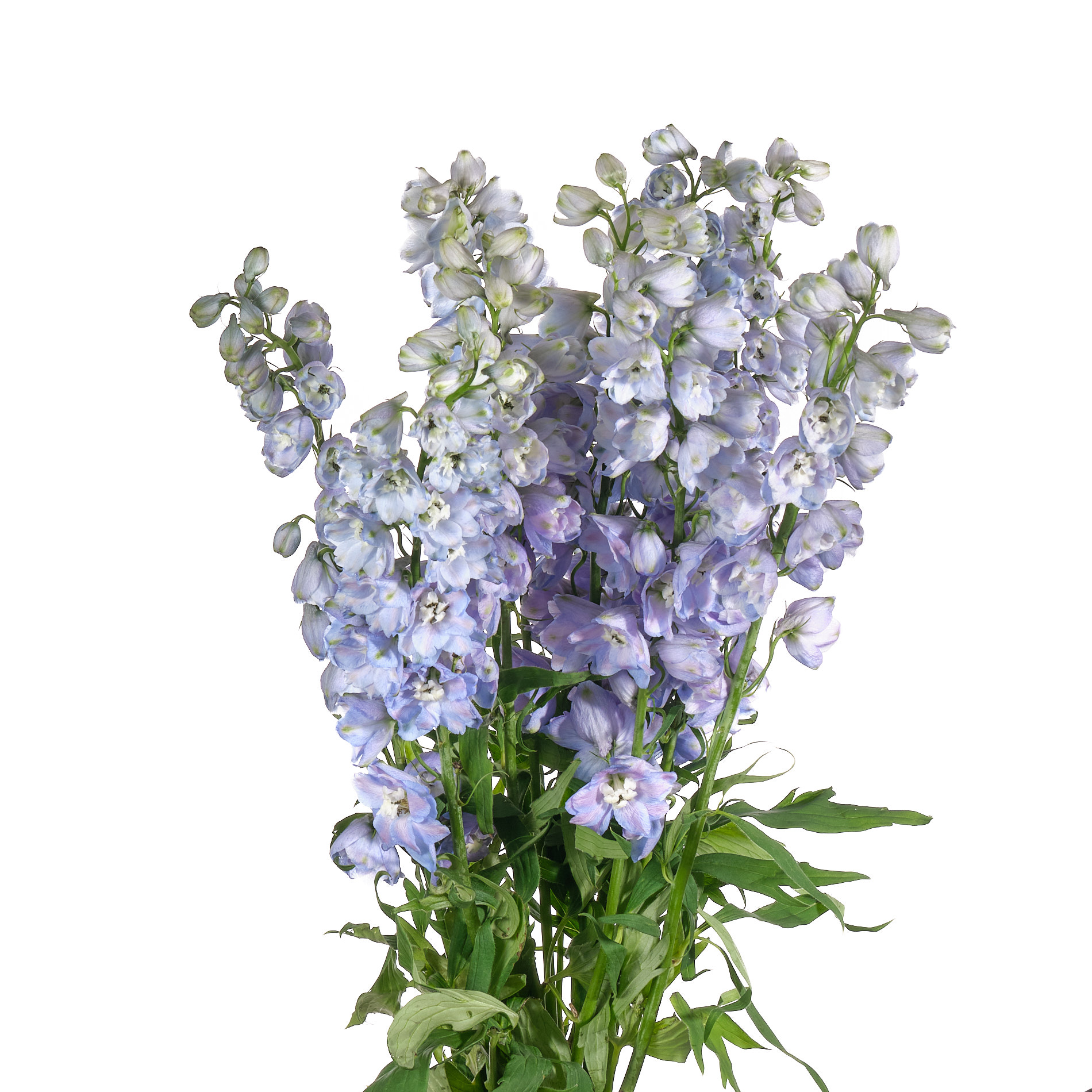 Delphinium elatum guardian lavender