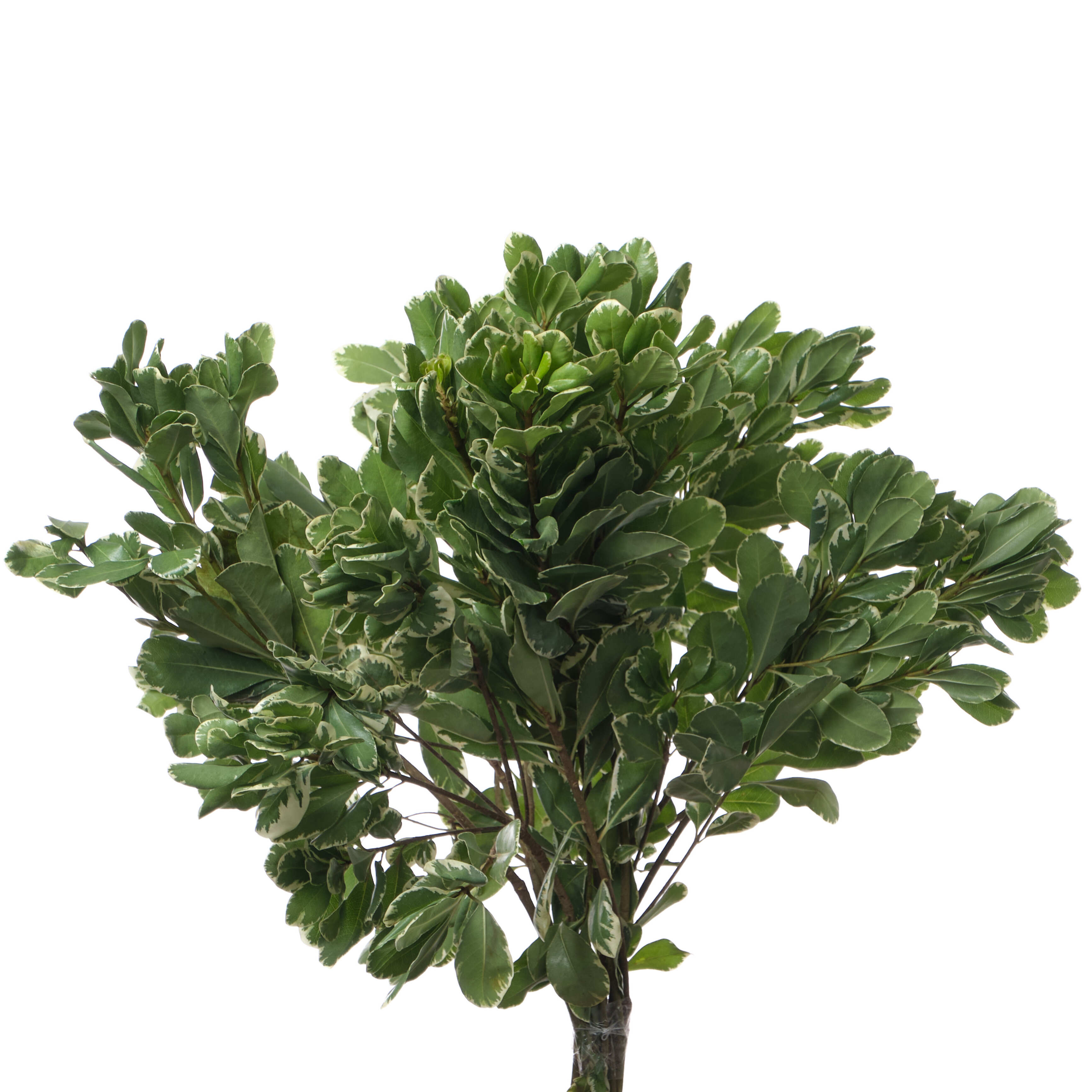 Blad pittosporum ilan