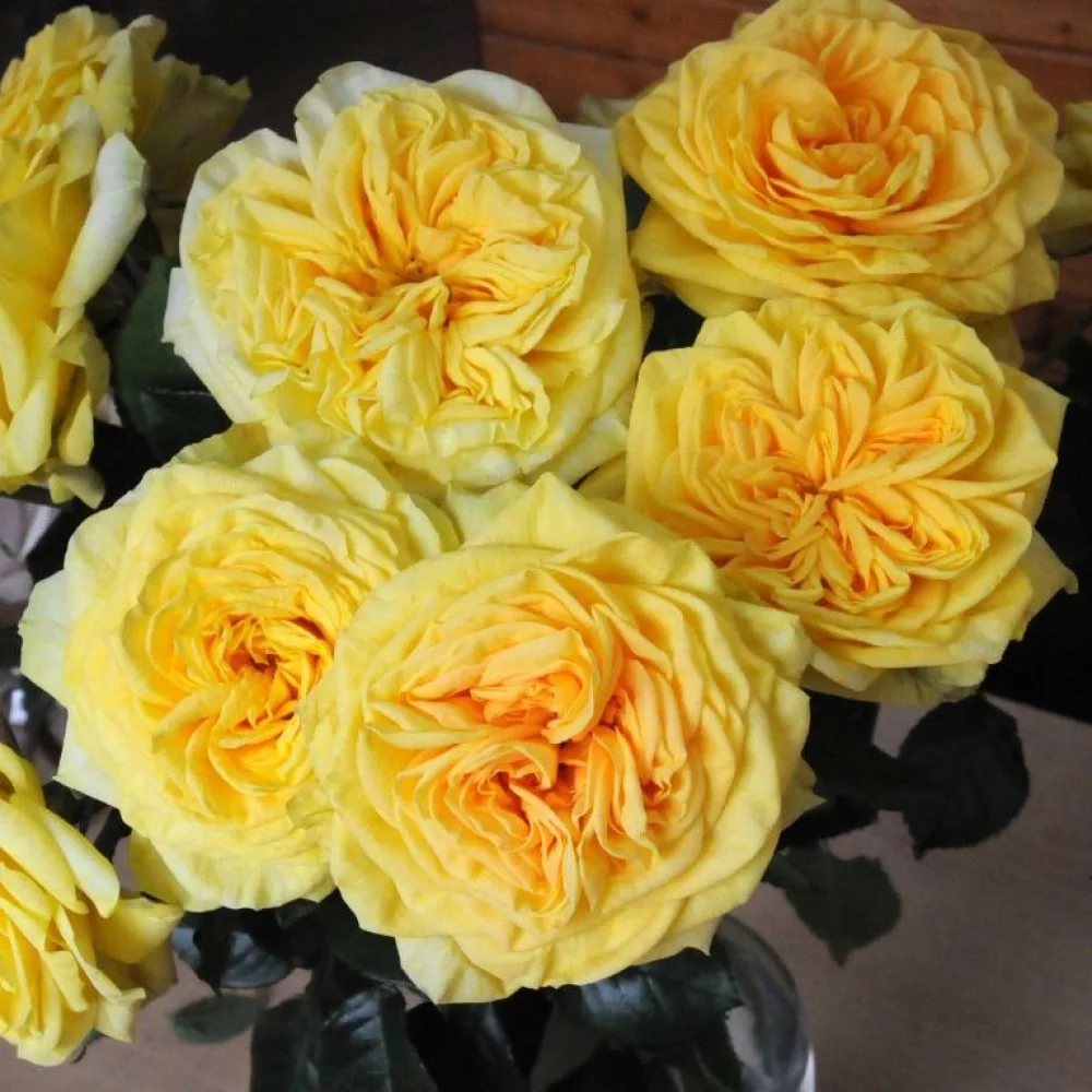 Rose lemon pompom 