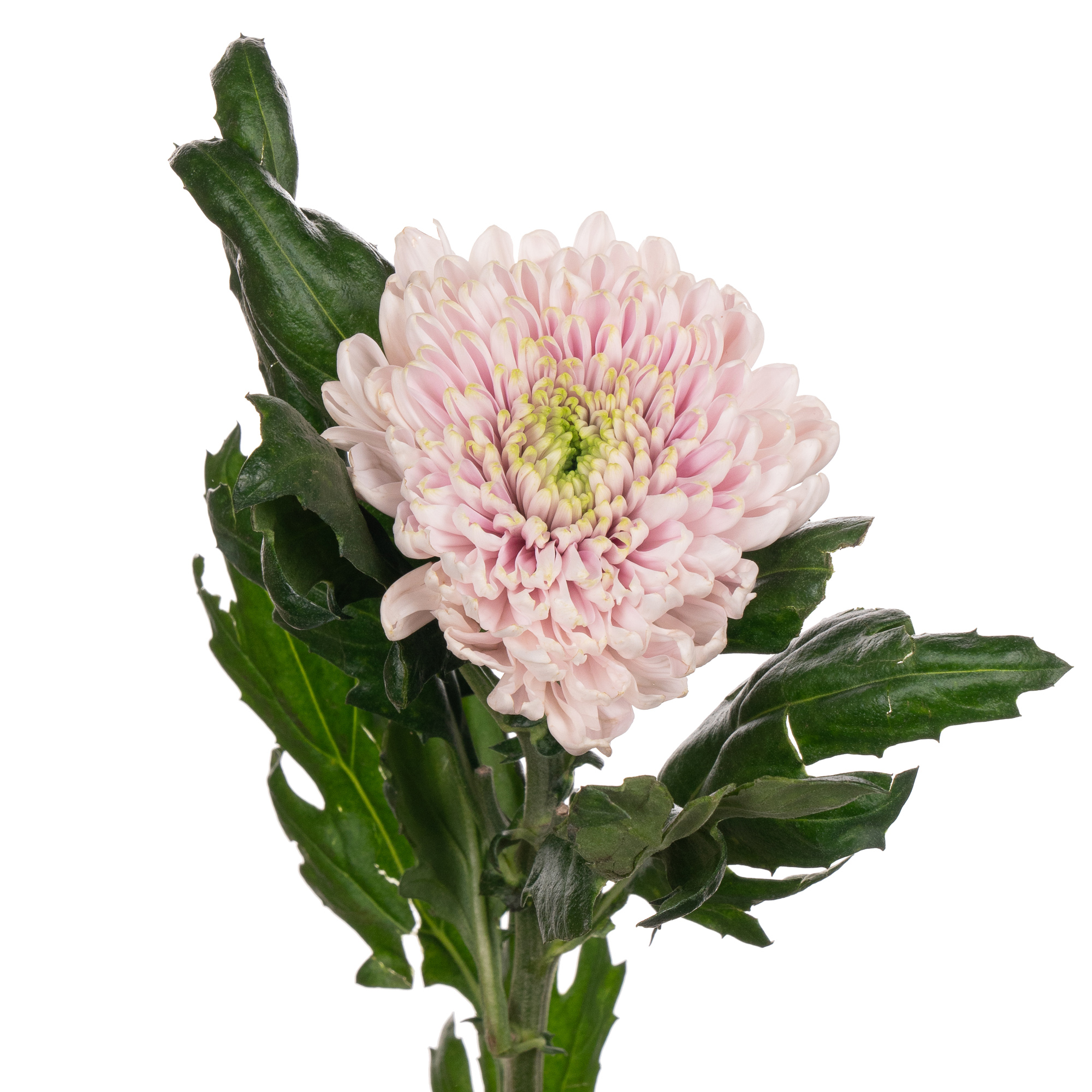 Chrysanthemum single rossano