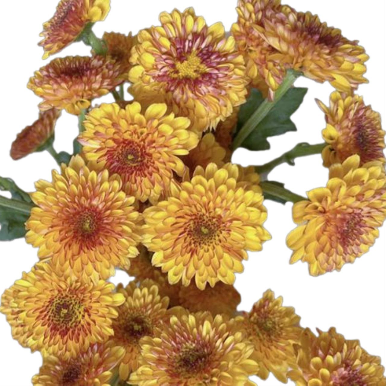 Chrysanthemum santini bruno orange