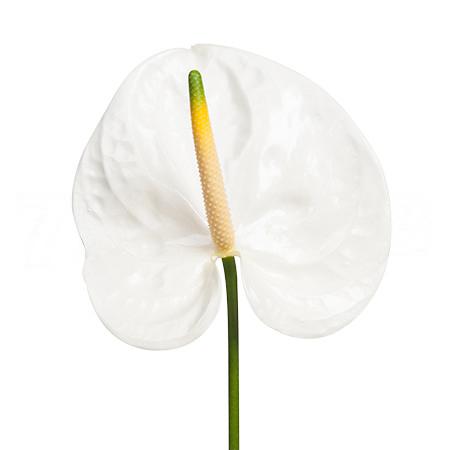 Anthurium adina