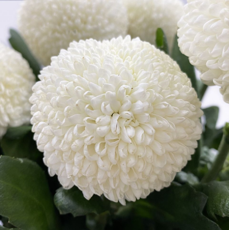 Chrysanthemum single ping pong premium white