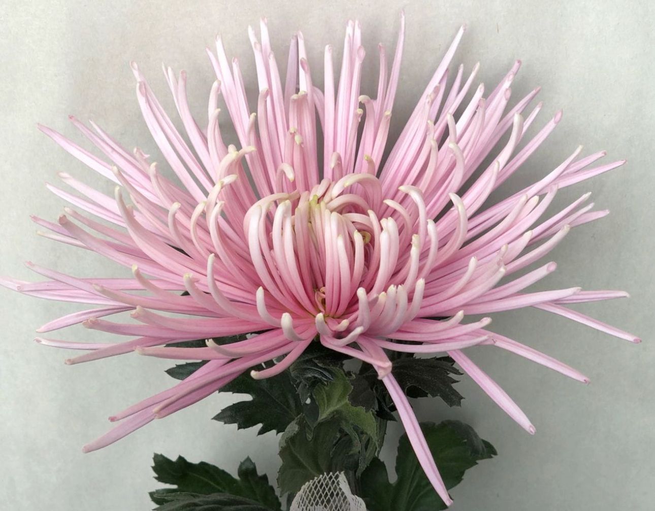 Chrysanthemum spider mum capriool