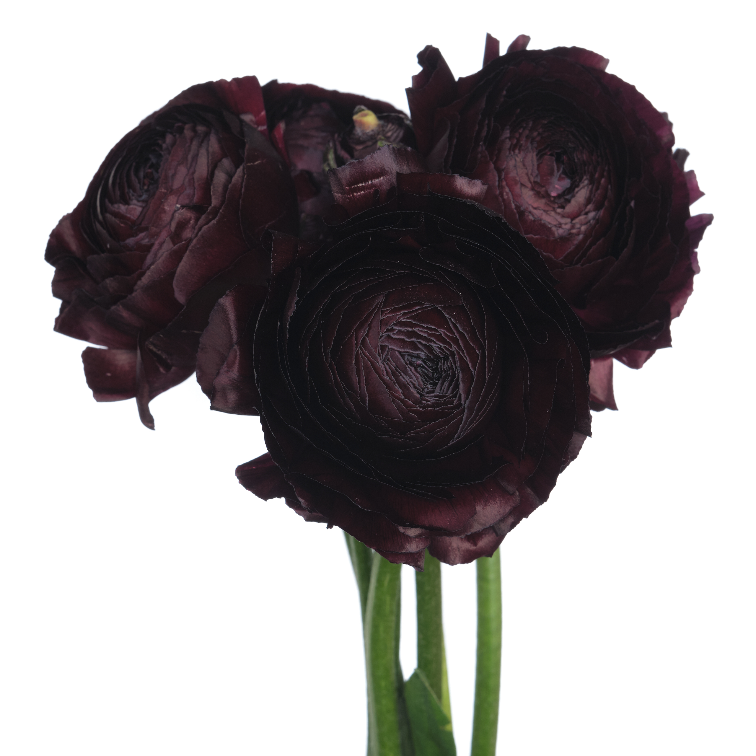 Ranunculus clooney nerone