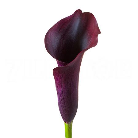 Zantedeschia rudolph