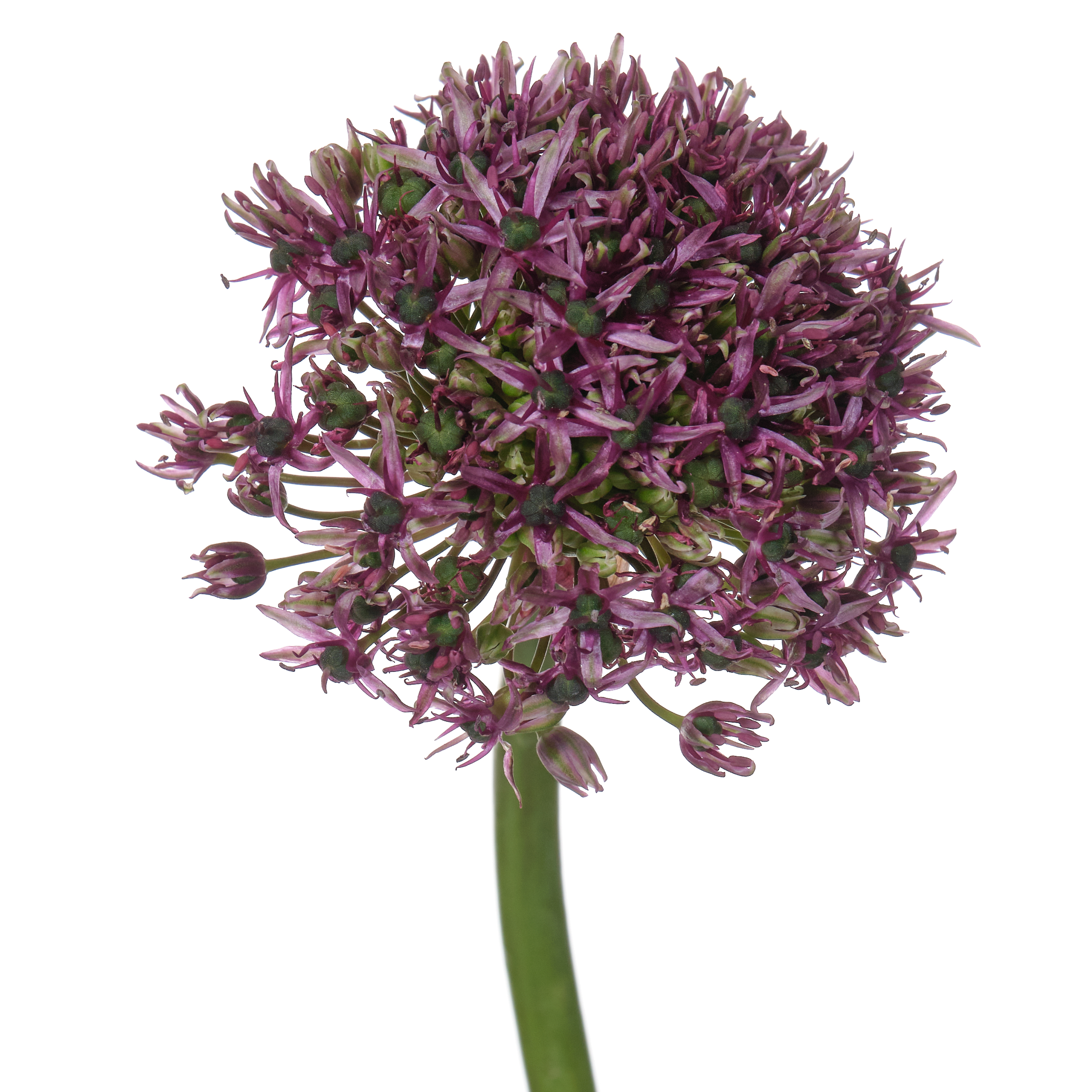 Allium miami