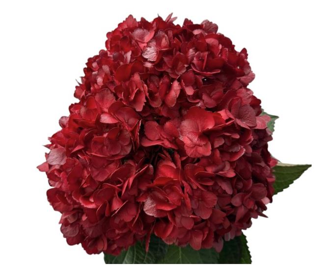 Hydrangea jumbo red amour