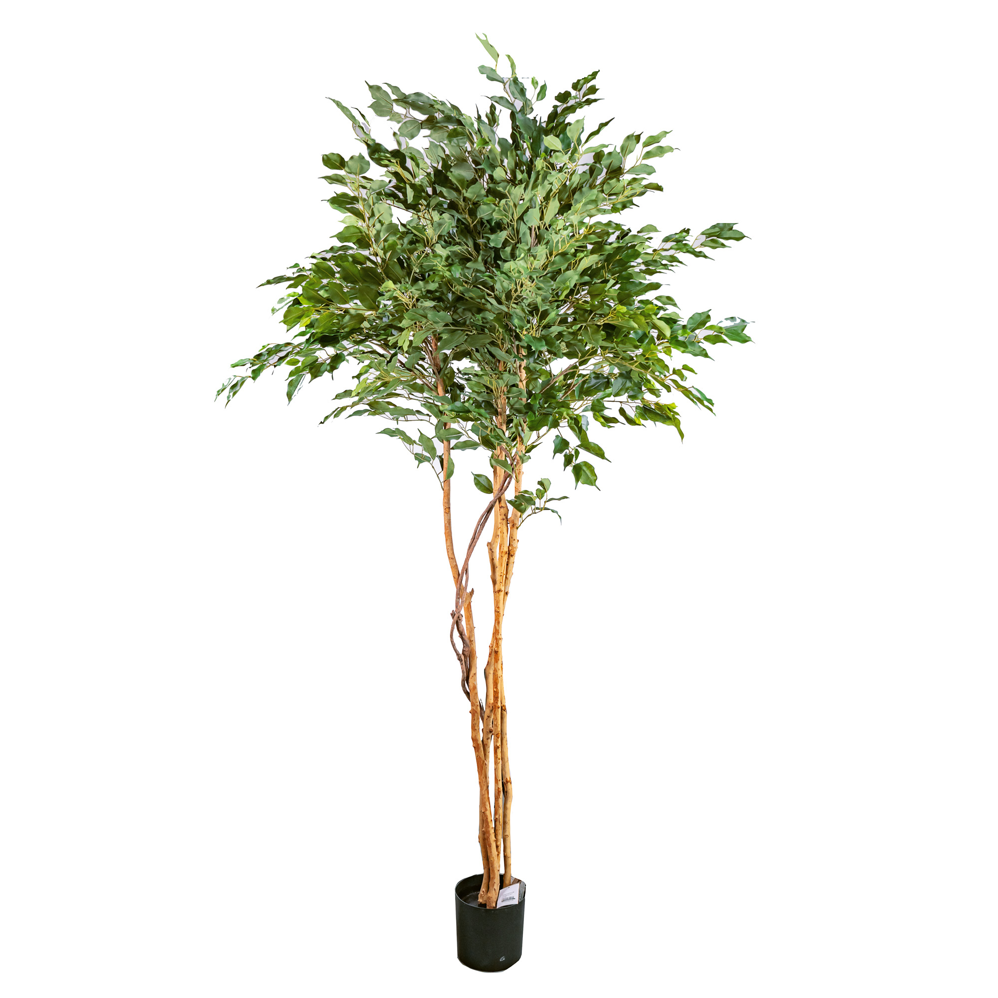 Artificial ficus exotica with real trunk 2145LVS