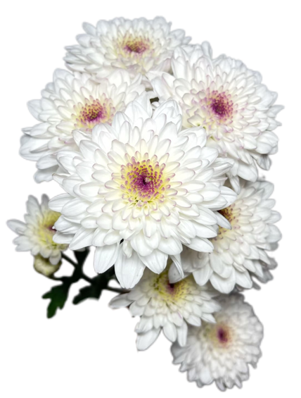 Chrysanthemum santini viya