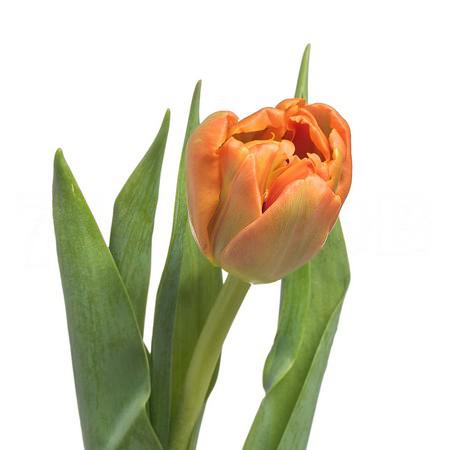 Tulip double icoon