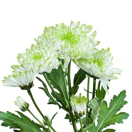 Chrysanthemum spray zembla lime