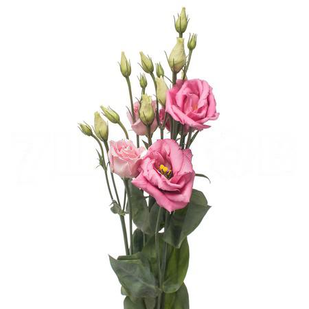 Eustoma double rosita rose pink