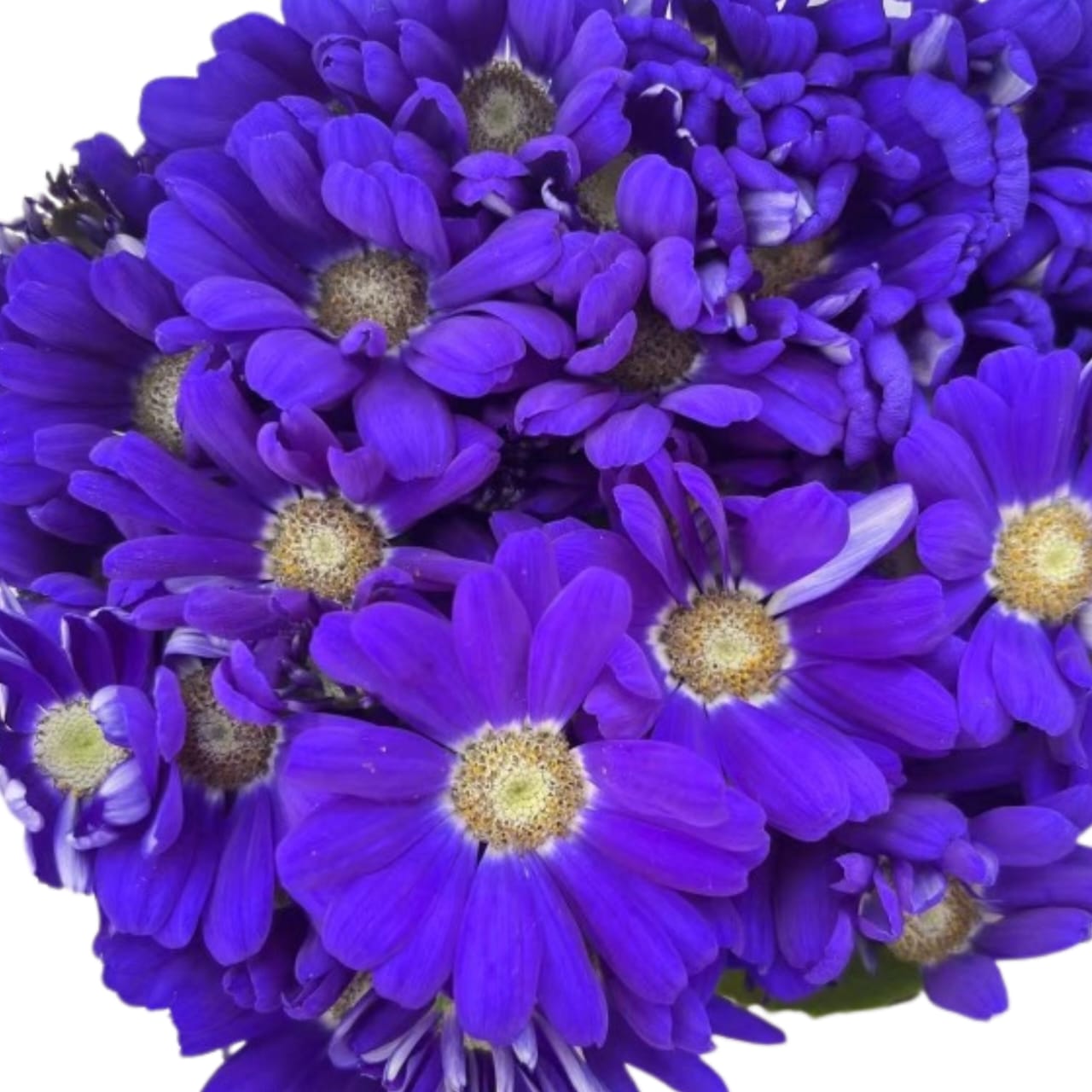 Cineraria hybrida blue