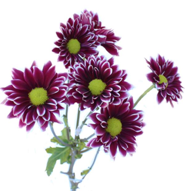 Chrysanthemum spray daisy handsome