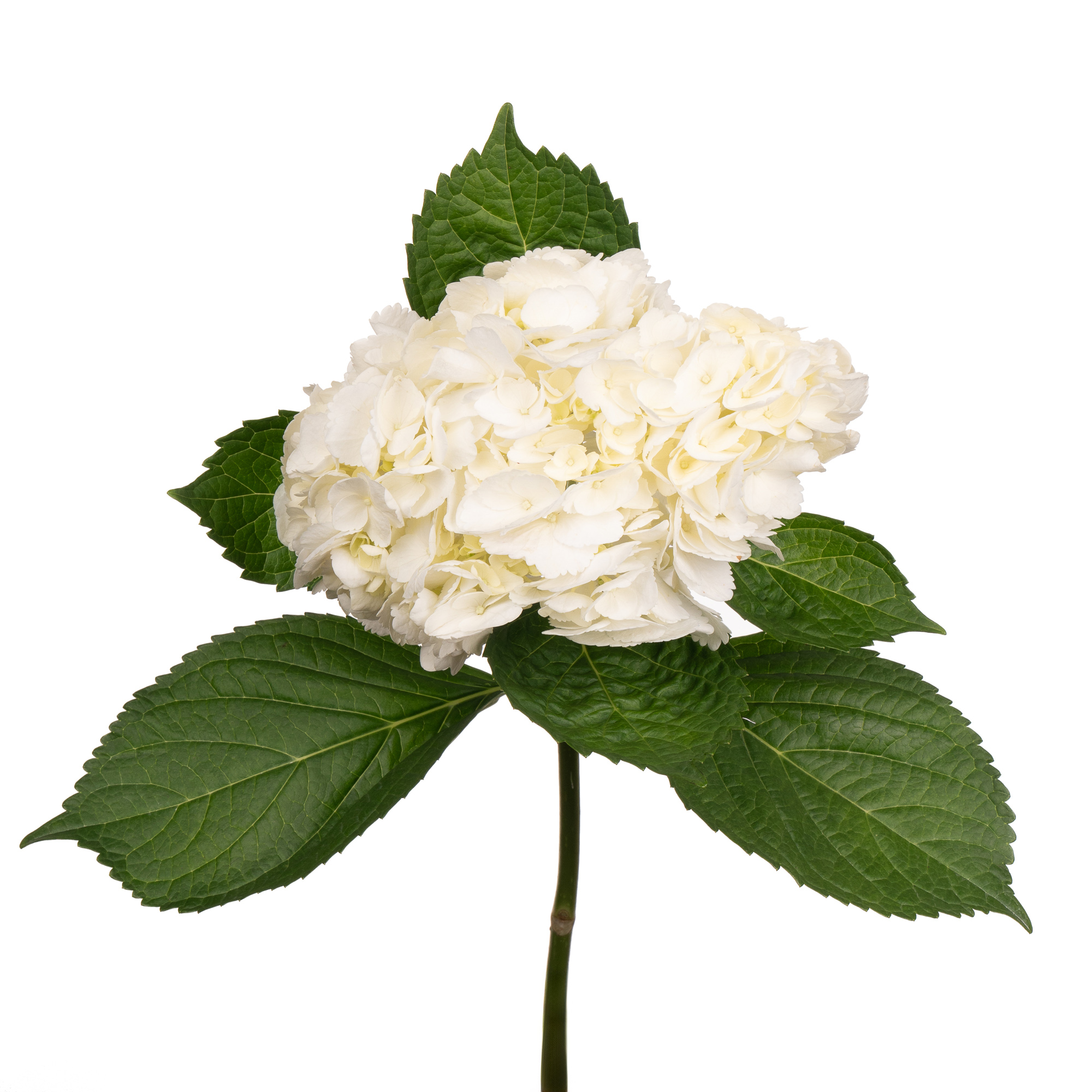 Hydrangea jumbo white