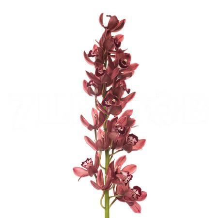 Cymbidium redbaker benjamin