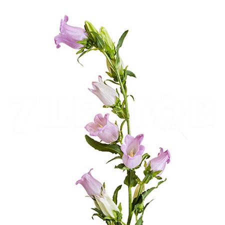 Campanula medium champion pink