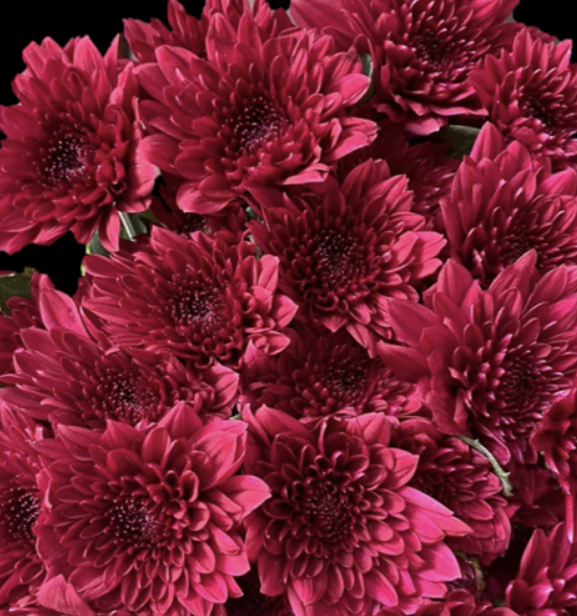 Chrysanthemum santini dante red