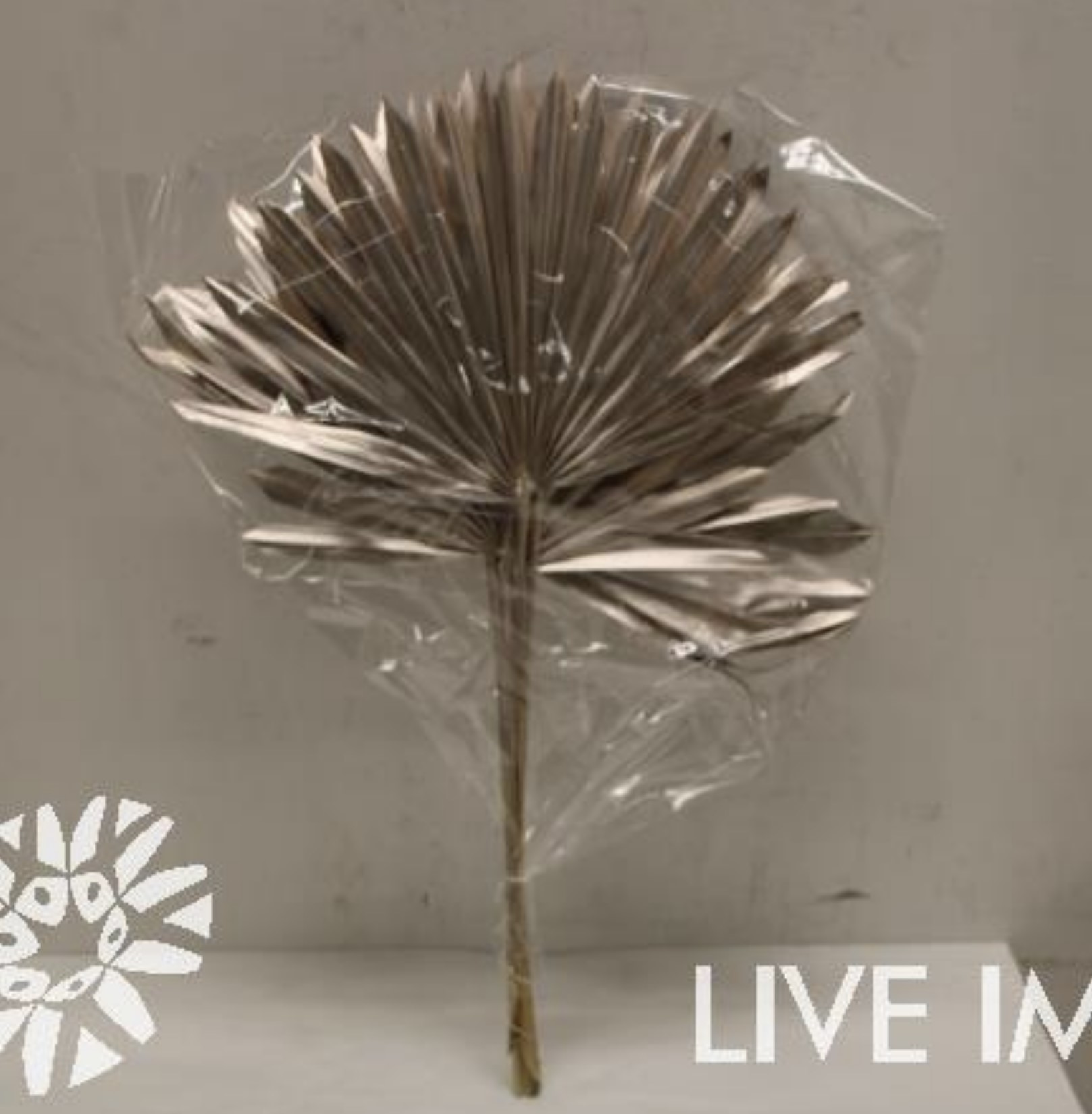 Dried palm sun (5/bunch) champagne