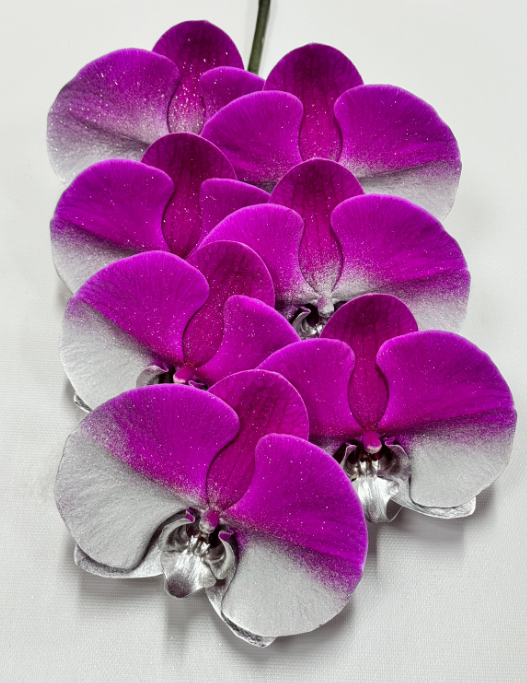 Phalaenopsis painted silver purple