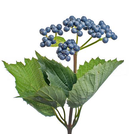 Viburnum inge