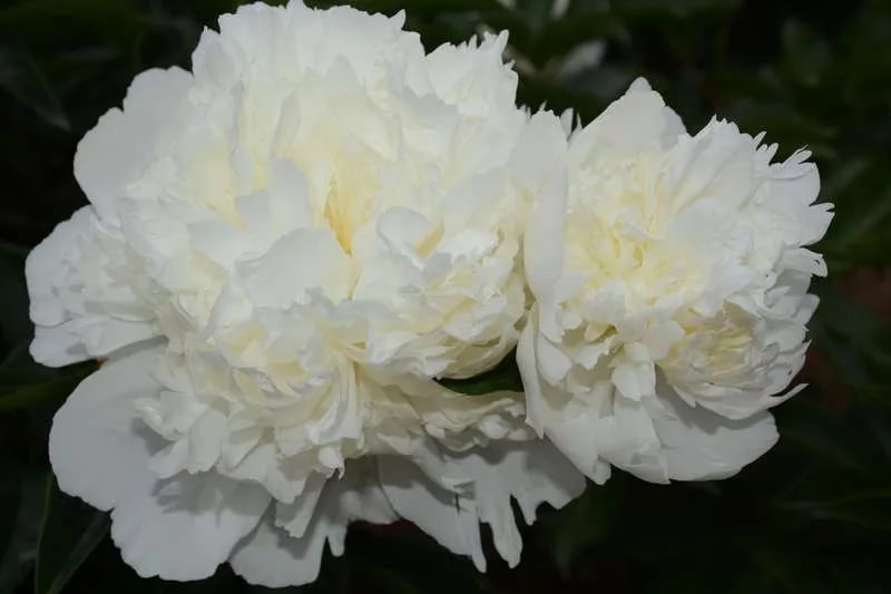 Paeonia princess bride