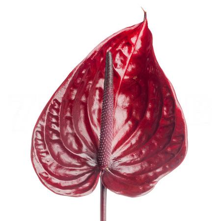 Anthurium nero