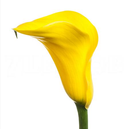 Zantedeschia goldcup