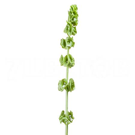 Moluccella