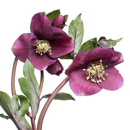 Helleborus queens red