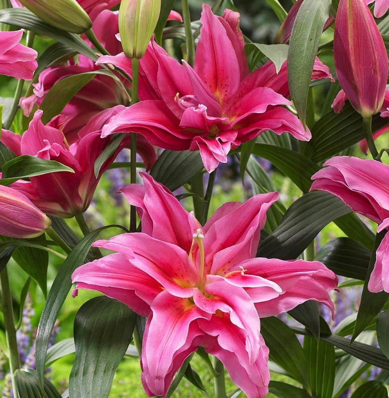 Lilium oriental double roselily elena