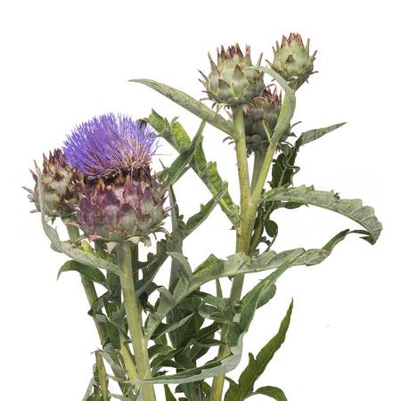 Cynara cardunculus