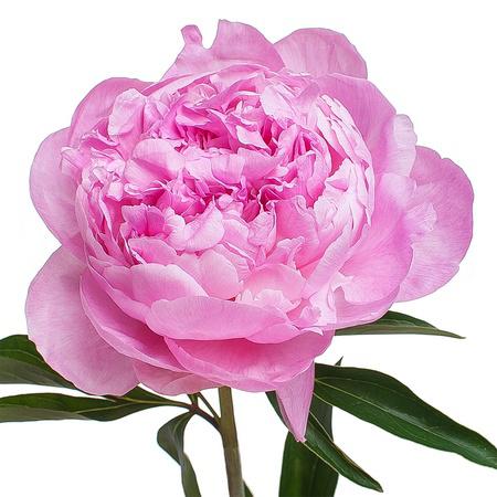 Paeonia pink giant