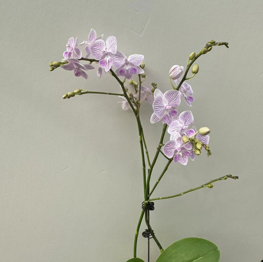 Phalaenopsis pot sakura