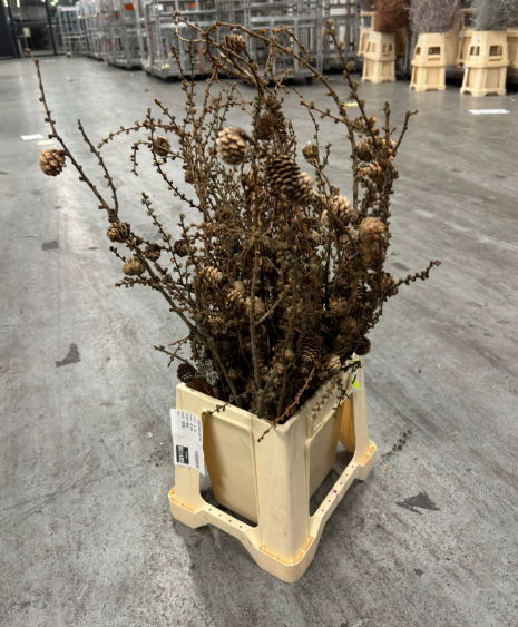 BRANCH LARIX CONES