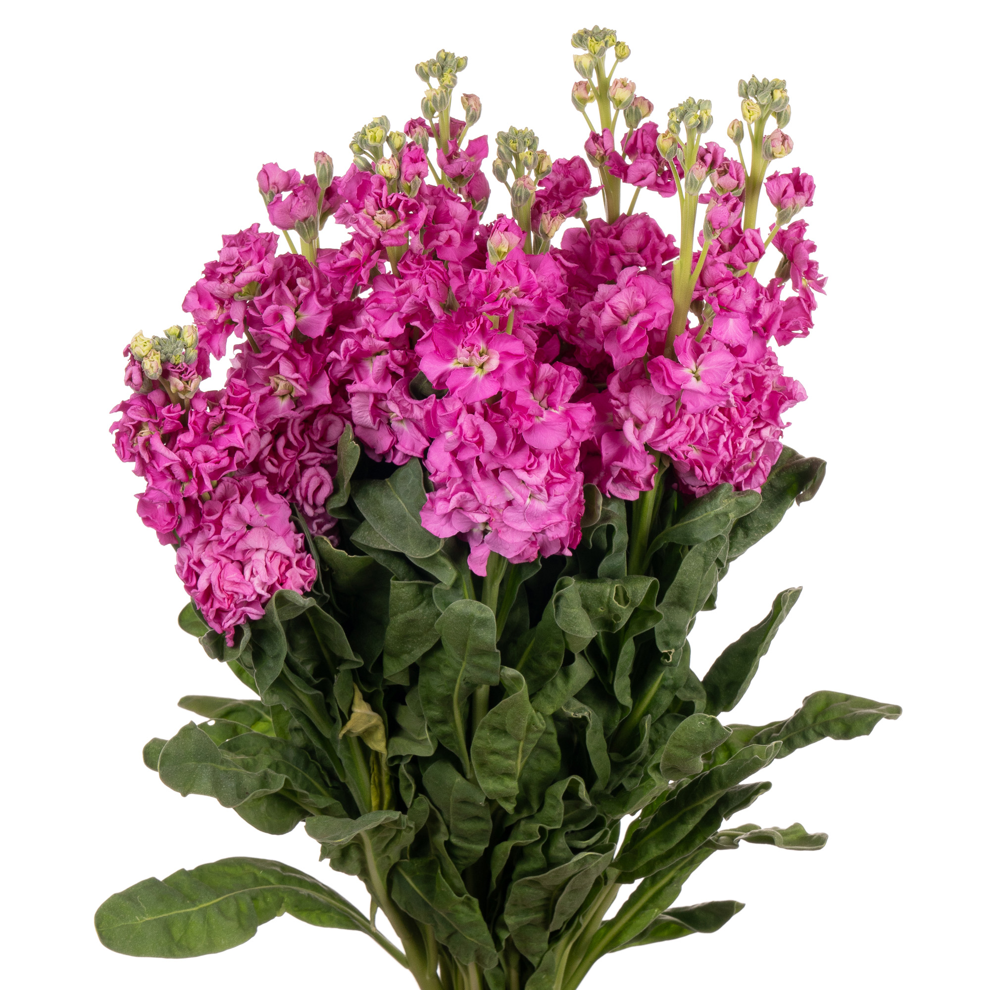 Matthiola iron rose