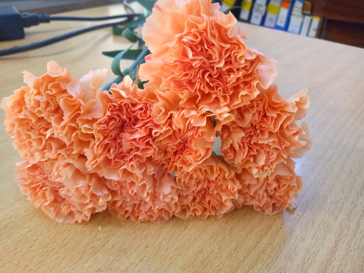 Carnation peach wonder