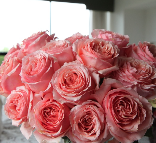 Rose pink campanella