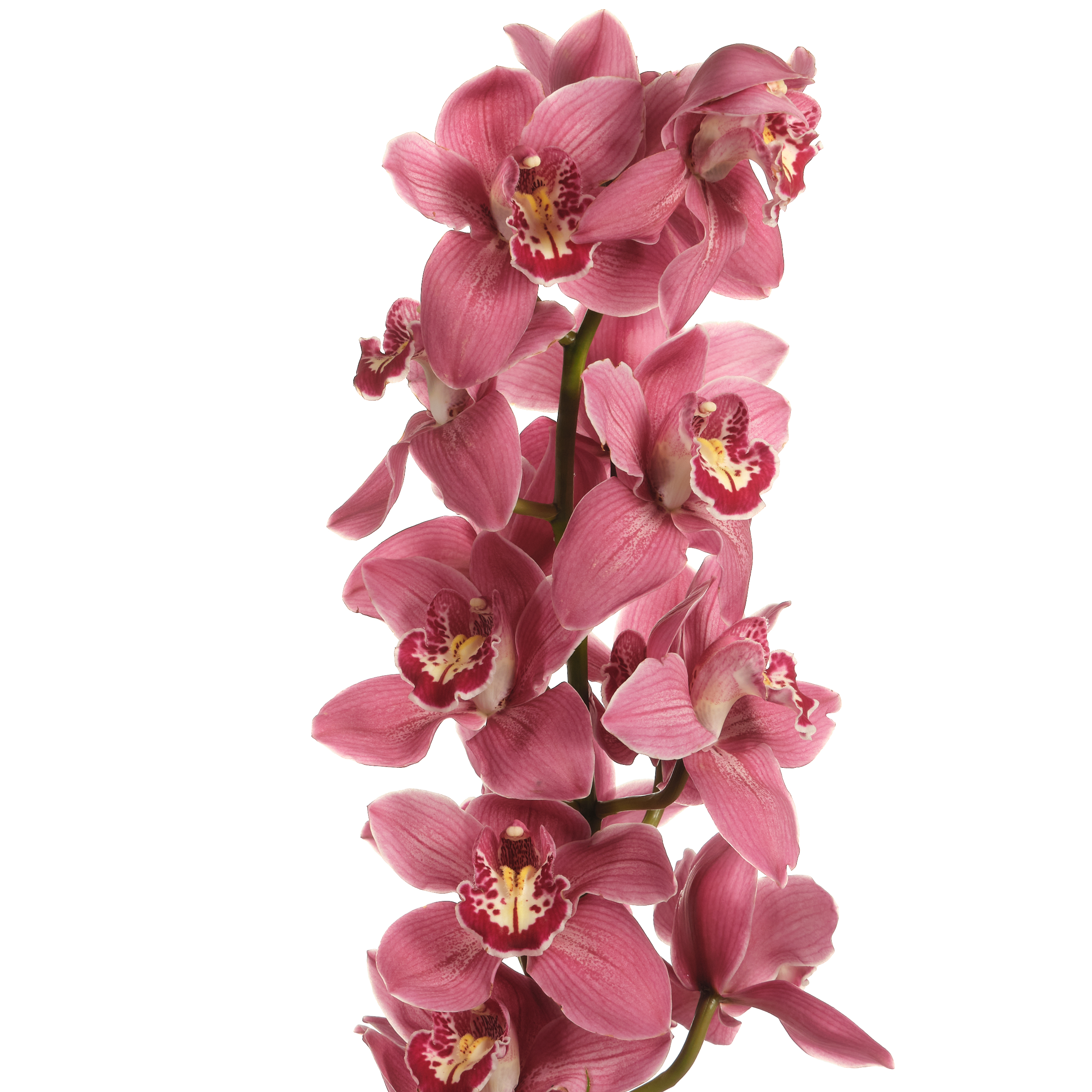 Cymbidium trinity