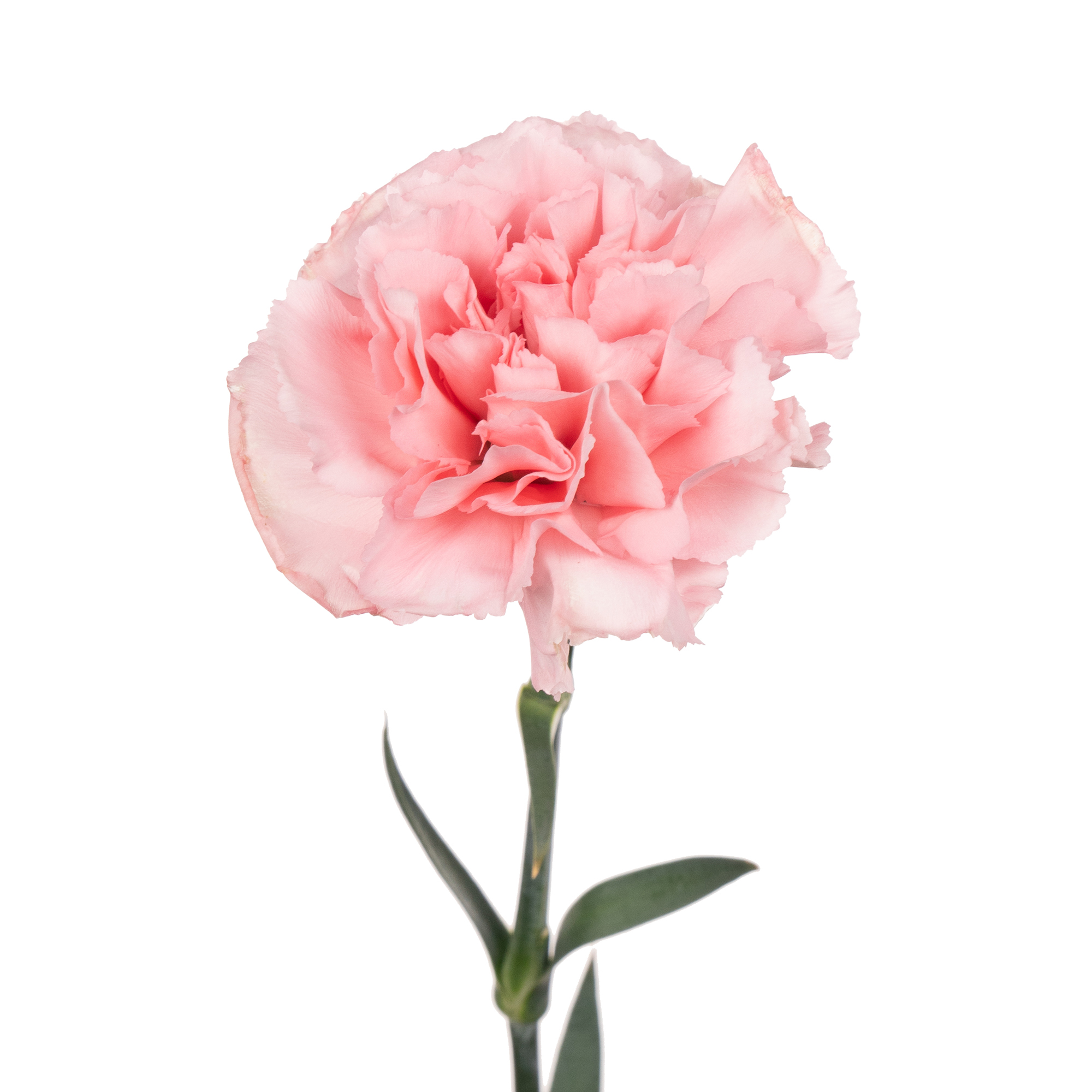 Carnation andante