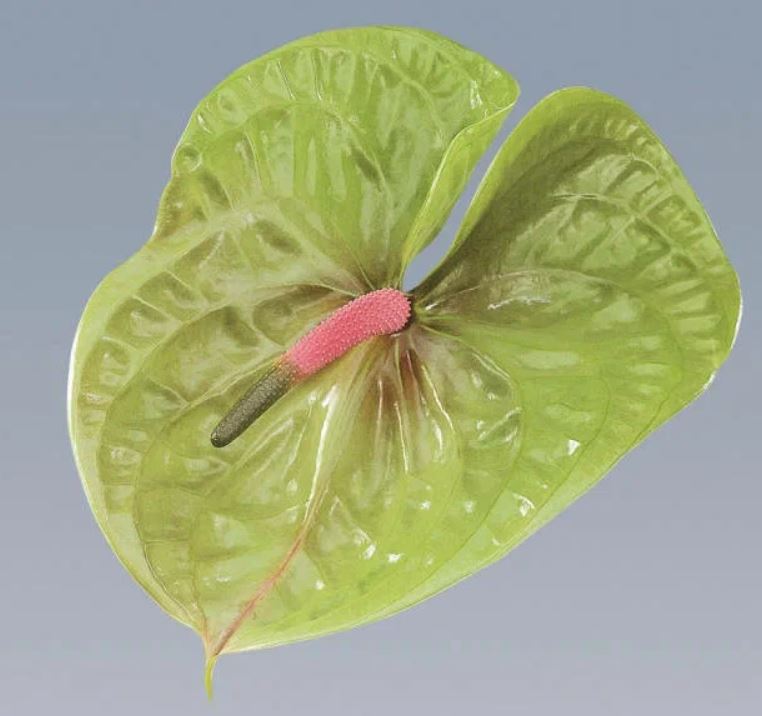 Anthurium pistache