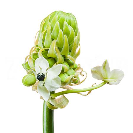 Ornithogalum saundersiae